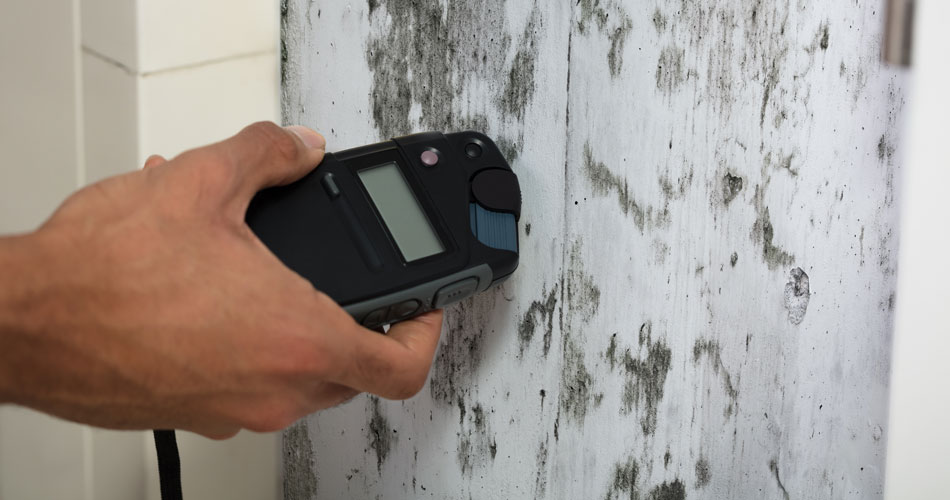 Mold Testing Home Inspection Services